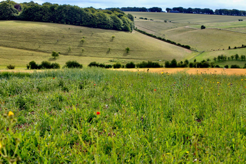 Velcourt Environmental Services